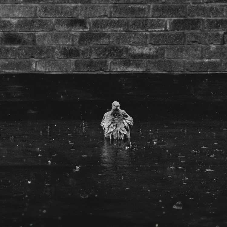 sad pigeon