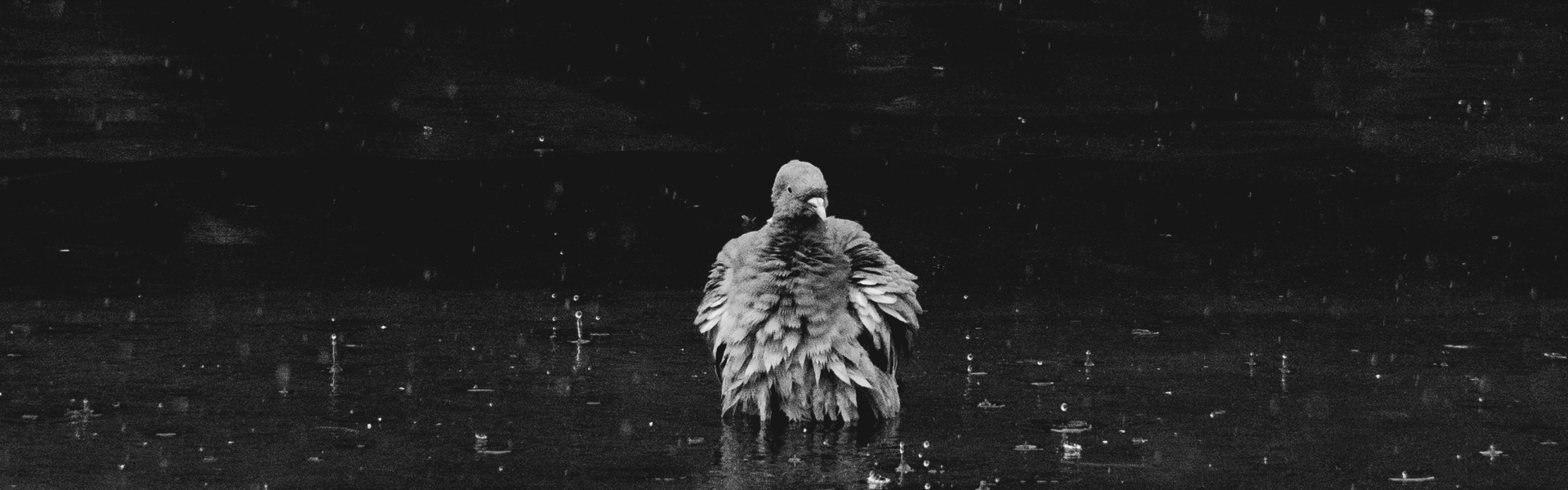 sad pigeon